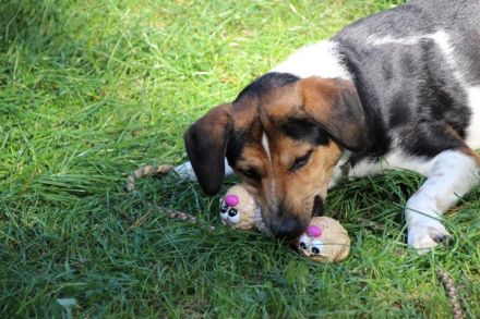 Boji, Entlebucher Sennenhund-Mix, geb. 8/ 2022, sucht geduldige Besitzer