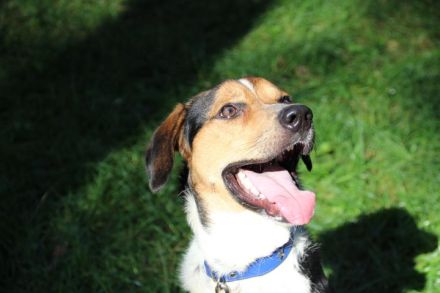 Boji, Entlebucher Sennenhund-Mix, geb. 8/ 2022, sucht geduldige Besitzer