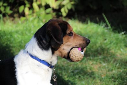Boji, Entlebucher Sennenhund-Mix, geb. 8/ 2022, sucht geduldige Besitzer