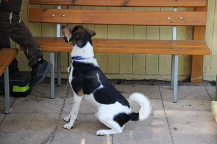 Boji, Entlebucher Sennenhund-Mix, geb. 8/ 2022, sucht geduldige Besitzer