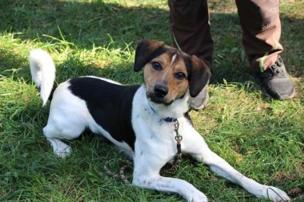 Boji, Entlebucher Sennenhund-Mix, geb. 8/ 2022, sucht geduldige Besitzer