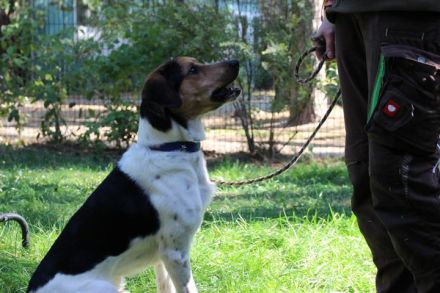 Boji, Entlebucher Sennenhund-Mix, geb. 8/ 2022, sucht geduldige Besitzer