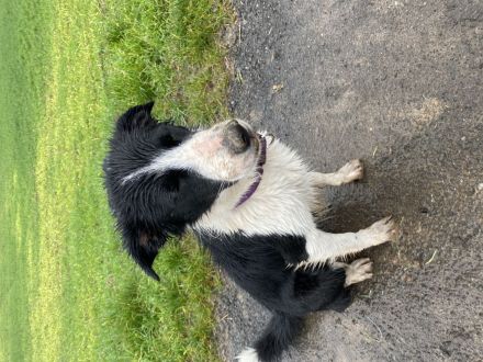 Border Collie