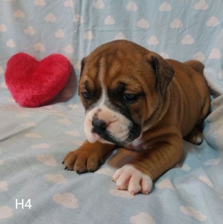 Continental Bulldog-Welpen