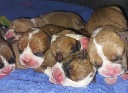 Continental Bulldog-Welpen