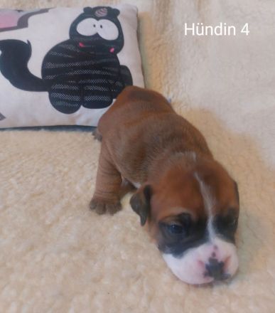 Continental Bulldog-Welpen