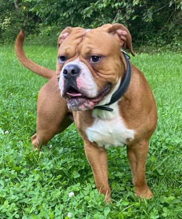 Continental Bulldog-Welpen