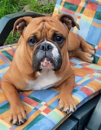 Continental Bulldog-Welpen