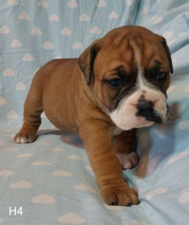 Continental Bulldog-Welpen