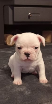 Französische Bulldogge