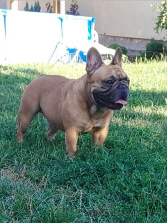 Französische Bulldogge