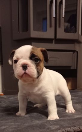 Französische Bulldogge