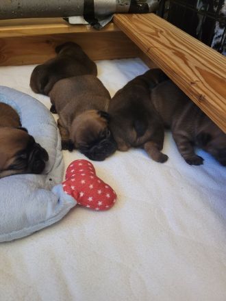 Französische bulldogge