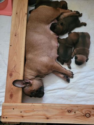 Französische bulldogge