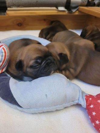 Französische bulldogge