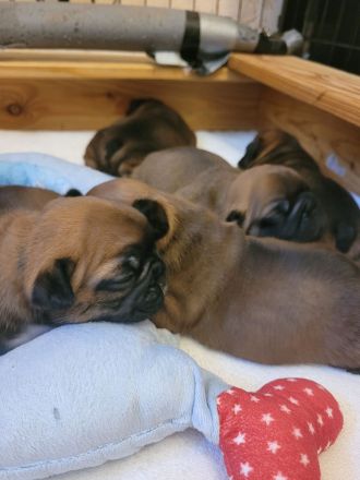 Französische bulldogge