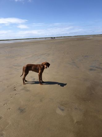 Magyar Vizsla Deckrüde gesucht UK