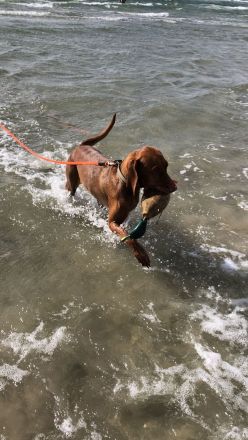 Magyar Vizsla Deckrüde gesucht UK