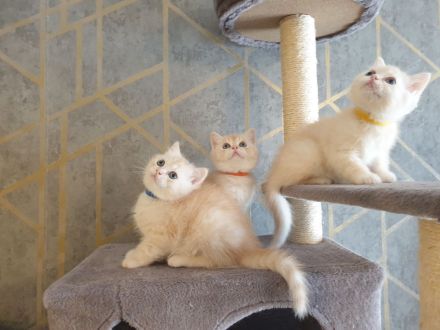 BKH reinrassig Kitten bereit zur Abholung