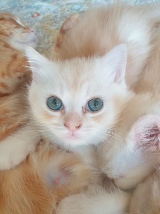 BKH reinrassig Kitten bereit zur Abholung