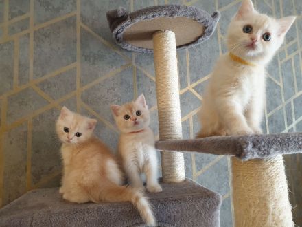 BKH reinrassig Kitten bereit zur Abholung