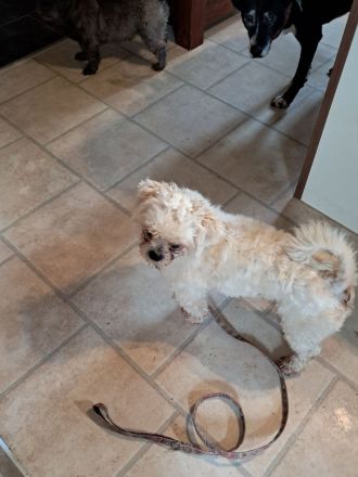 Shi Tzu - Malteser - Mischlingsrüde