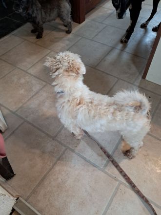 Shi Tzu - Malteser - Mischlingsrüde