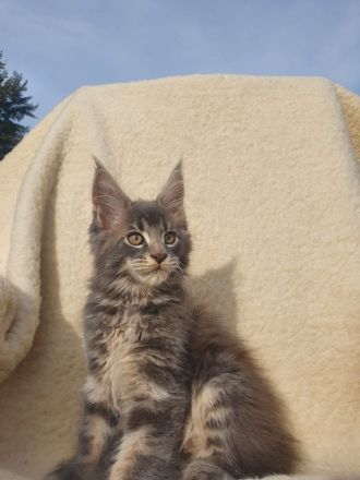 Maine Coon Kitten