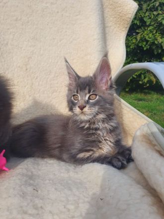 Maine Coon Kitten