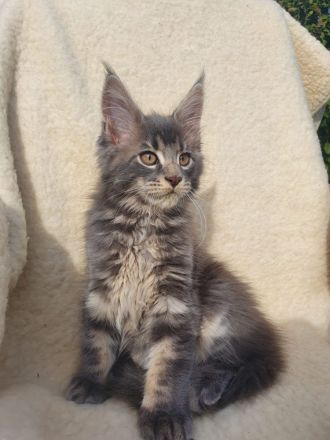 Maine Coon Kitten