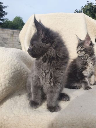 Maine Coon Kitten