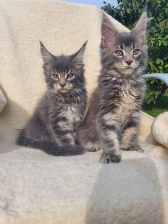 Maine Coon Kitten