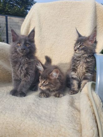 Maine Coon Kitten