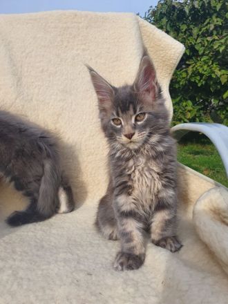 Maine Coon Kitten