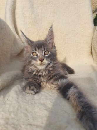 Maine Coon Kitten