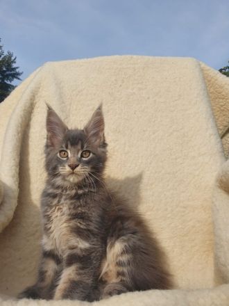 Maine Coon Kitten