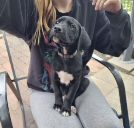 Diese 5 Labrador Dogge Bully XL Mischlingswelpen suchen ein Zuhause