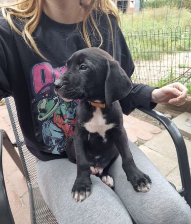 Diese 5 Labrador Dogge Bully XL Mischlingswelpen suchen ein Zuhause