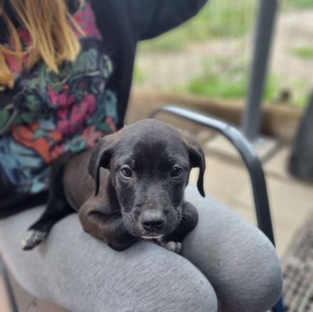 Diese 5 Labrador Dogge Bully XL Mischlingswelpen suchen ein Zuhause