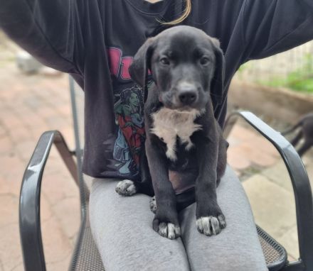 Diese 5 Labrador Dogge Bully XL Mischlingswelpen suchen ein Zuhause