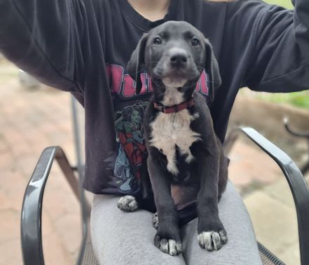 Diese 5 Labrador Dogge Bully XL Mischlingswelpen suchen ein Zuhause