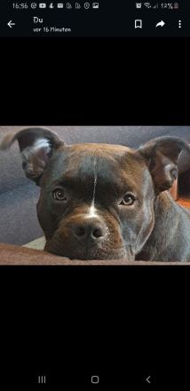 American Bully Pocket