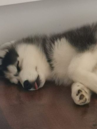 Siberian Husky Welpe