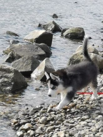 Siberian Husky Welpe