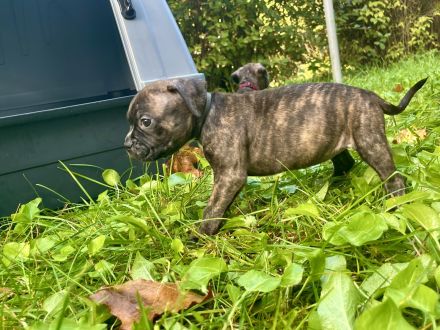 Bulldoggen Mischlinge
