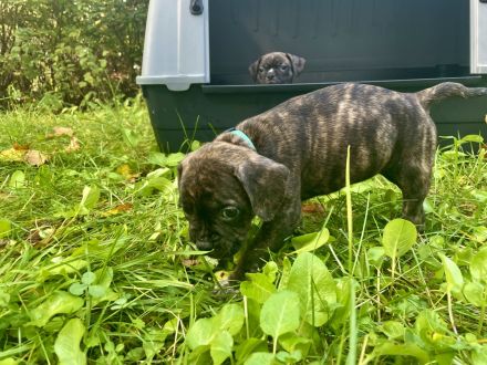 Bulldoggen Mischlinge