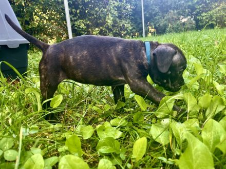 Bulldoggen Mischlinge