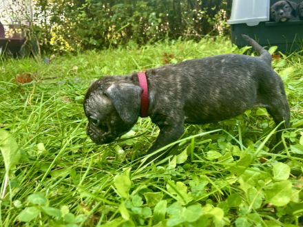 Bulldoggen Mischlinge