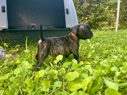 Bulldoggen Mischlinge