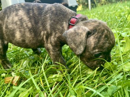 Bulldoggen Mischlinge